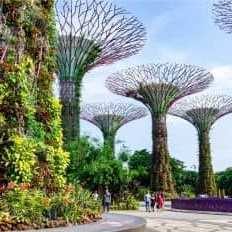 Besucher spazieren durch die futuristischen vertikalen Gärten der Supertree Grove in Singapur