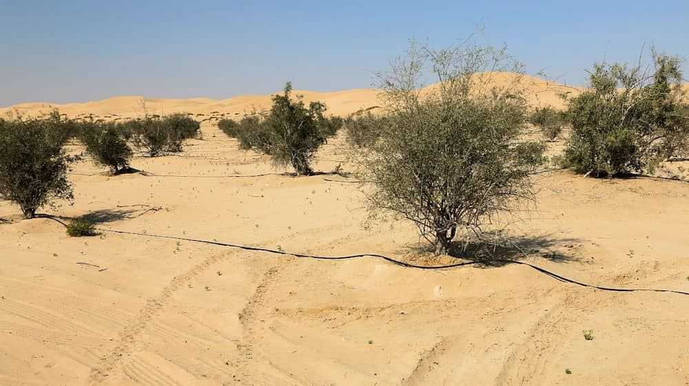 Abu Dhabi Landschaft